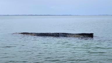 Der erst gestern befreite Buckelwal ist erneut an Wismarerbucht vor der Ostseeküste gestrandet.