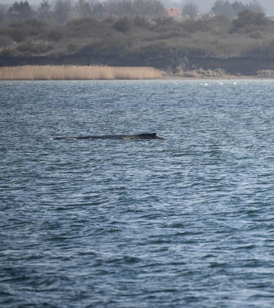 Ein Schlauchboot der Polizei fährt an den Buckelwal heran.