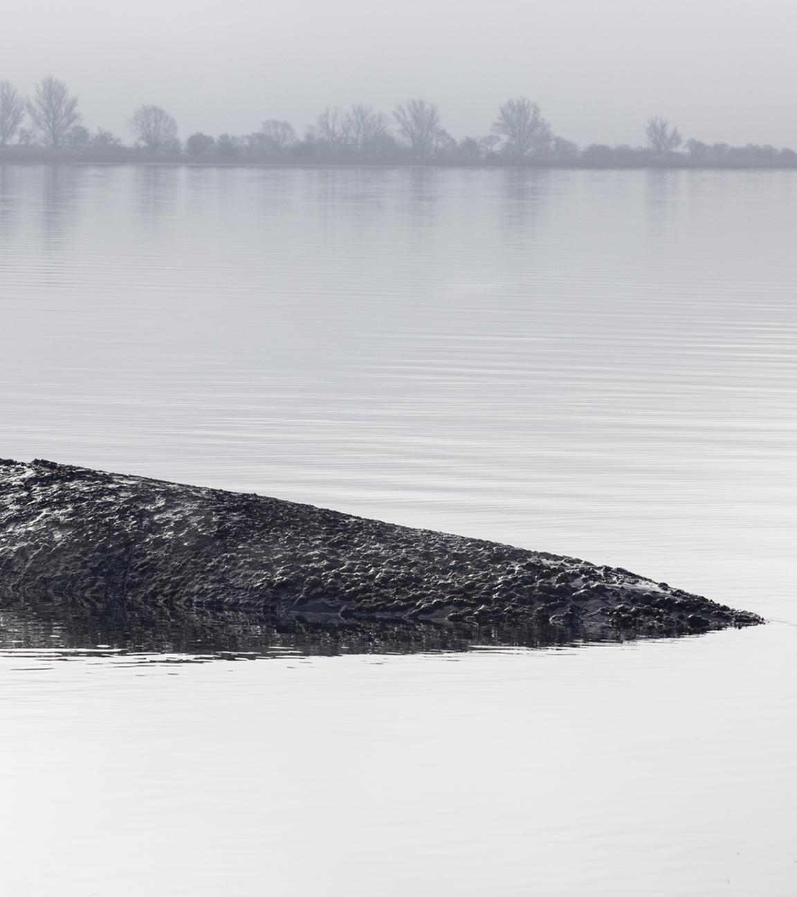: Die von Greenpeace Deutschland zur Verfügung gestellte Aufnahme zeigt den gestrandeten Buckelwal vor der Insel Poel in der Ostsee.