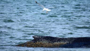 Timmendorfer Strand: Ein gestrandeter Wal liegt in der Ostsee