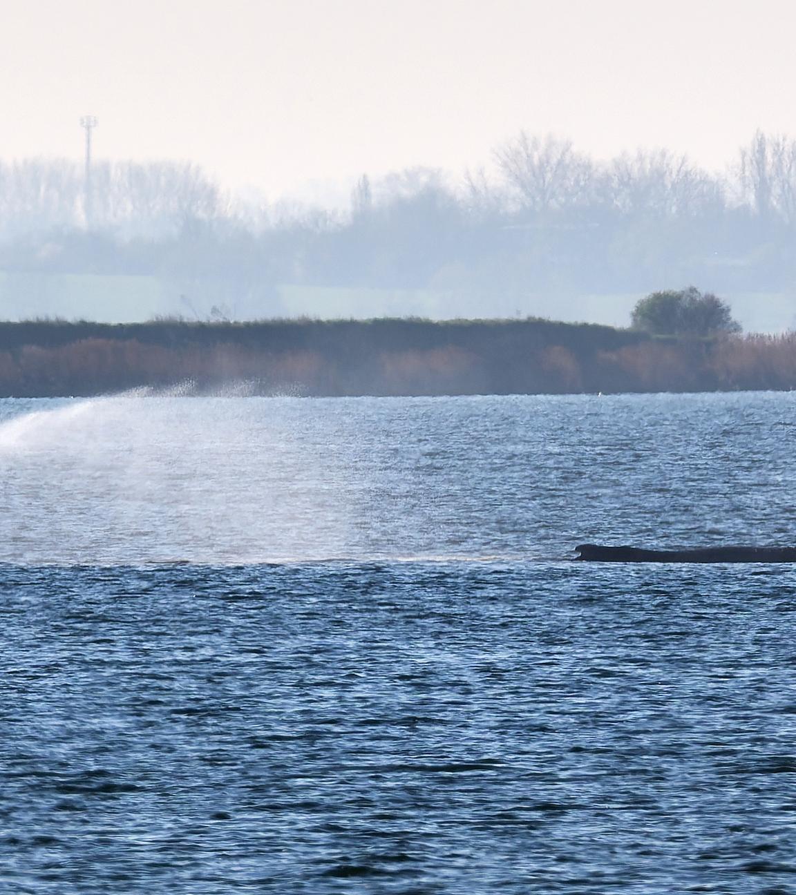 Der Buckelwal liegt am frühen Vormittag noch immer auf einer Sandbank vor der Insel Poel. Links ein Sprinkler, mit dem die Haut des Tieres mit Wasser benetzt wird, aufgenommen am 11.04.2026