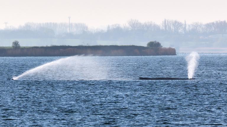 Der Buckelwal liegt am frühen Vormittag noch immer auf einer Sandbank vor der Insel Poel. Links ein Sprinkler, mit dem die Haut des Tieres mit Wasser benetzt wird, aufgenommen am 11.04.2026