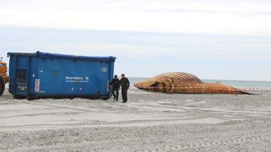 04.06.2026, Dänemark, Anholt: Container und ein Bagger stehen am Strand. Der dort angespülte Buckelwal soll obduziert werden.