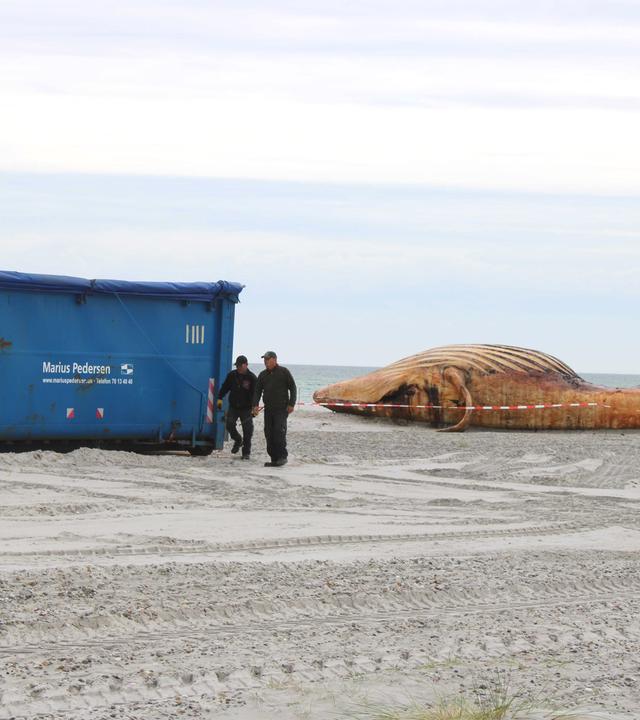 04.06.2026, Dänemark, Anholt: Container und ein Bagger stehen am Strand. Der dort angespülte Buckelwal soll obduziert werden.