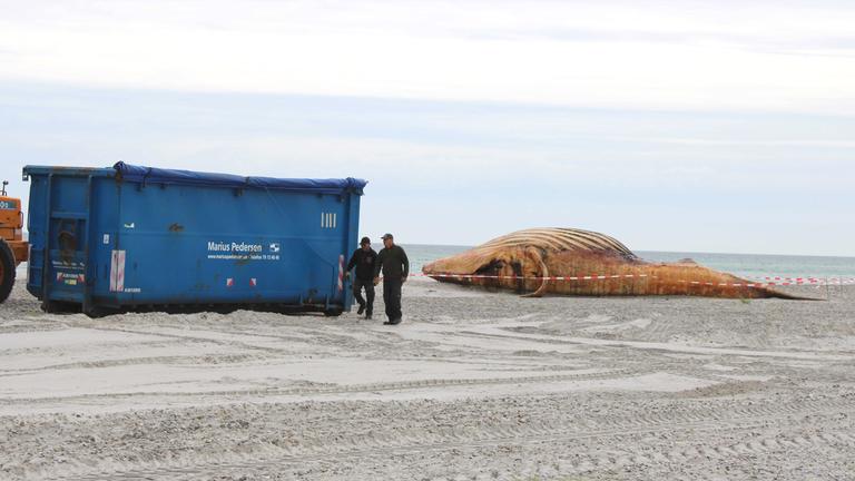04.06.2026, Dänemark, Anholt: Container und ein Bagger stehen am Strand. Der dort angespülte Buckelwal soll obduziert werden.
