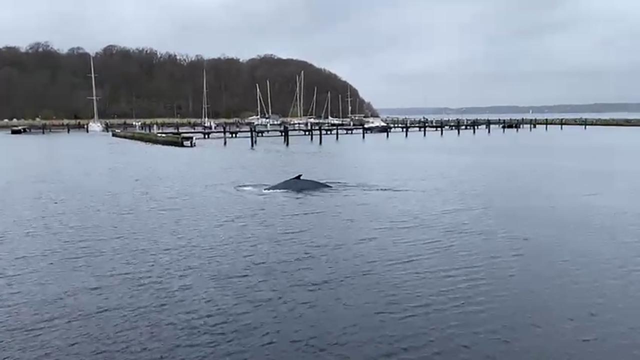 Ein Buckelwal in der Flensburger Förde am 05.04.2024. Die Sichtung des Tieres hat überregional für Aufsehen gesorgt.
