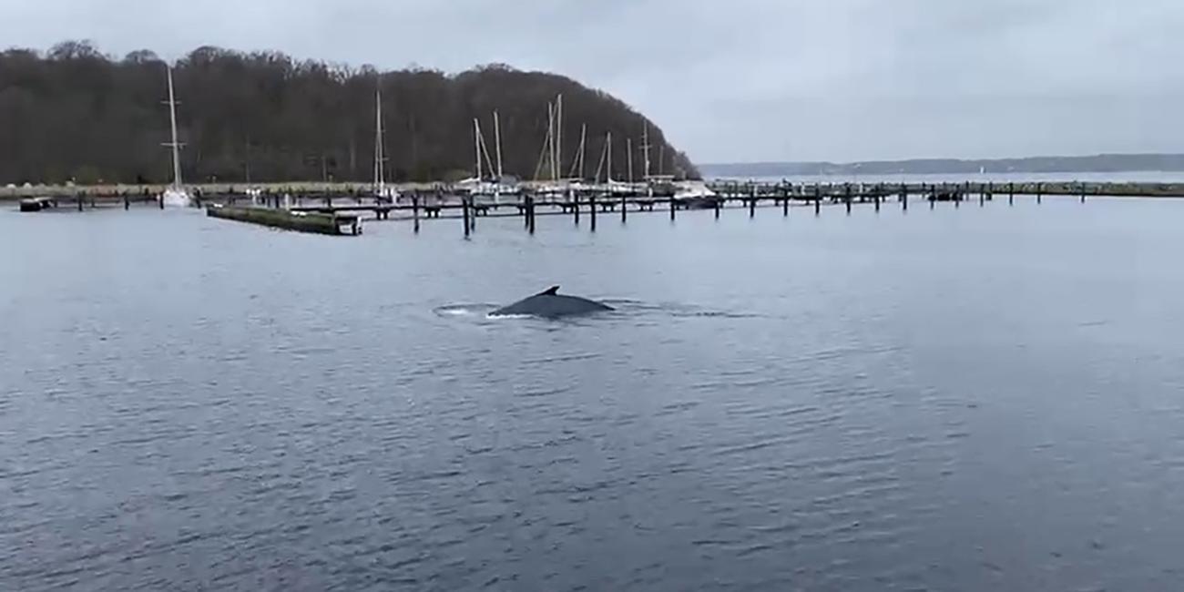 Ein Buckelwal in der Flensburger Förde am 05.04.2024. Die Sichtung des Tieres hat überregional für Aufsehen gesorgt.