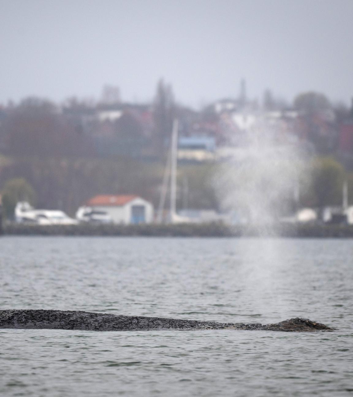 Der Wal liegt auf einer Sandbank in der Wismarer Bucht.