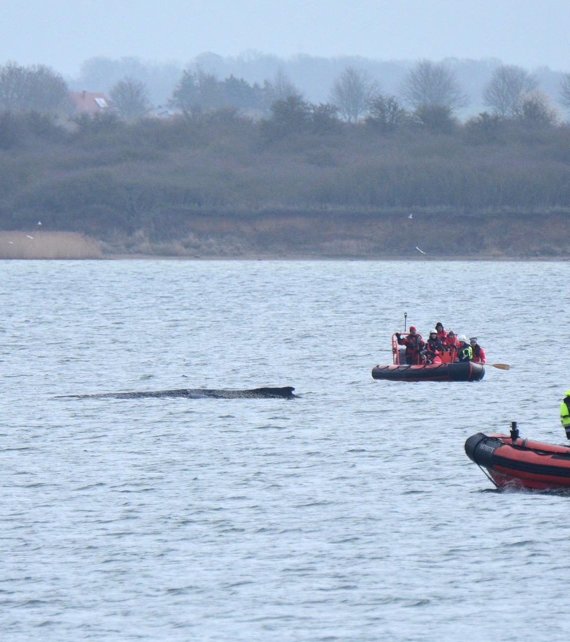 Boote von Greenpeace fahren an einem in der Ostsee liegenden Wal entlang