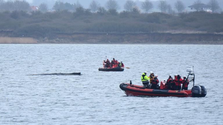 Boote von Greenpeace fahren an einem in der Ostsee liegenden Wal entlang