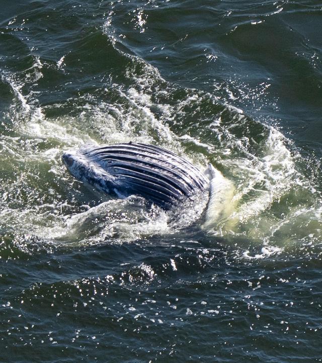 Ein toter Wal wird per Schiff an einem Seil durch den Greifswalder Bodden geschleppt (Luftaufnahme). Im Greifswalder Bodden wurde ein toter Wal entdeckt. Der Kadaver soll nun untersucht werden.