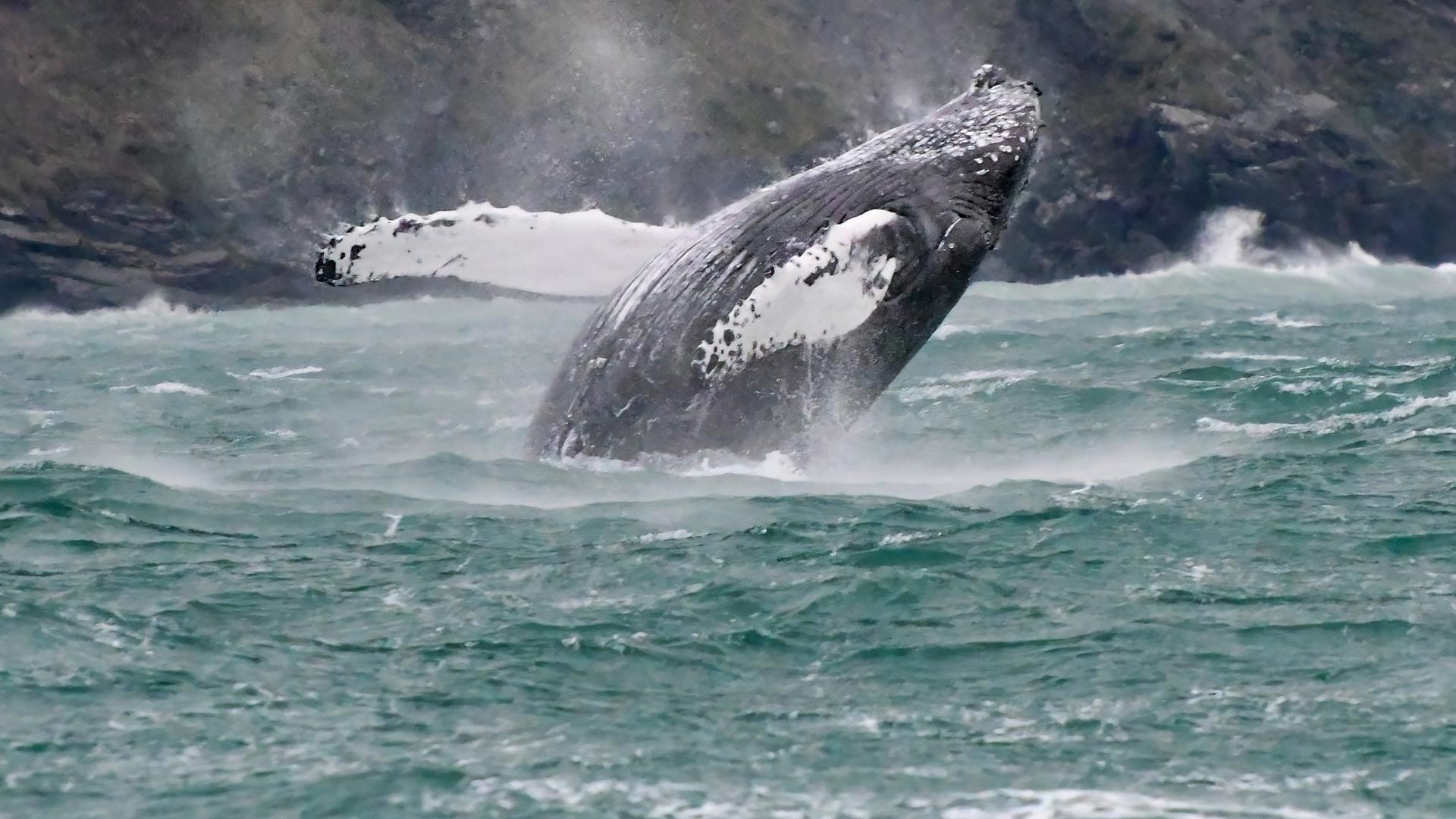 Ein Buckelwal springt vor der britischen Küste aus dem Wasser.