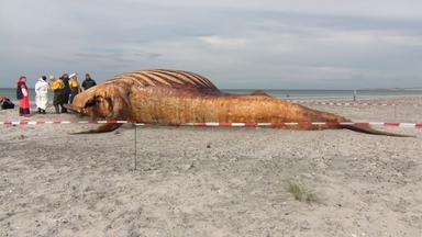 Experten stehen am Kadaver des als "Timmy" bekannten Buckelwals am Strand. (4. Juni 2026)