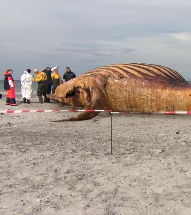 Experten stehen am Kadaver des als "Timmy" bekannten Buckelwals am Strand. (4. Juni 2026)