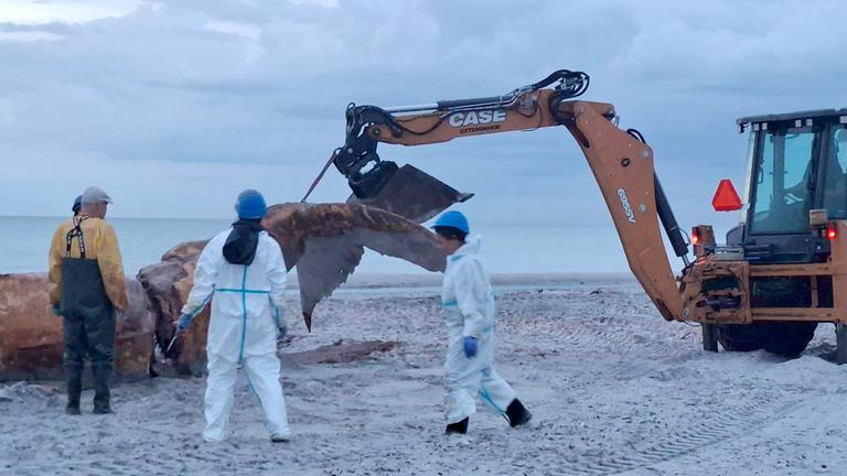Nach der Obduktion des als "Timmy" bekannten Buckelwals am Strand der dänischen Insel Anholt beginnt der Abtransport. 