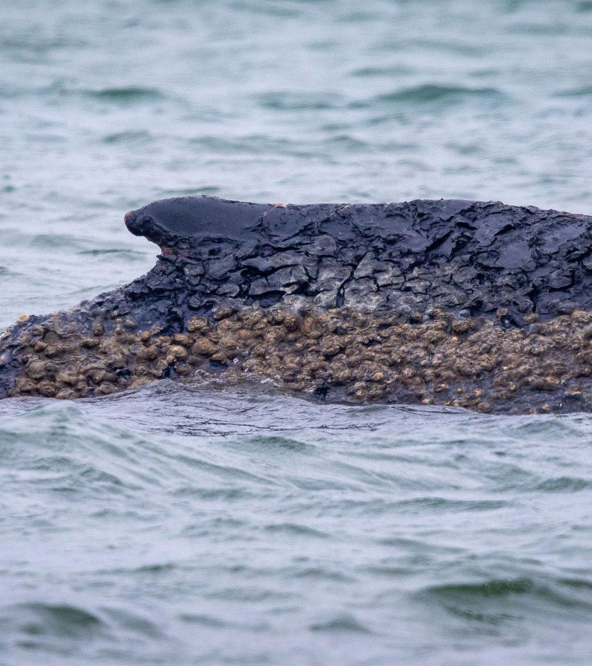 Wal an der Ostseeküste gestrandet
