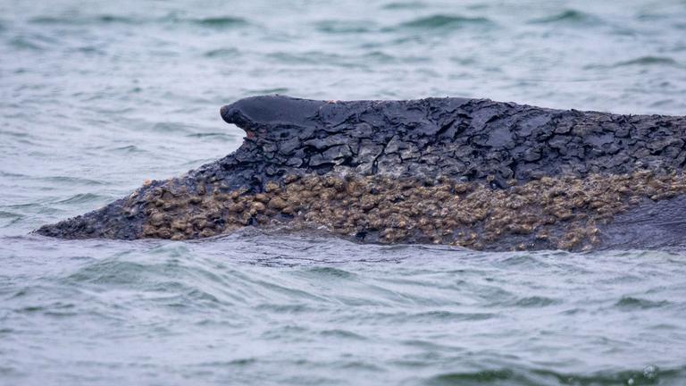 Wal an der Ostseeküste gestrandet