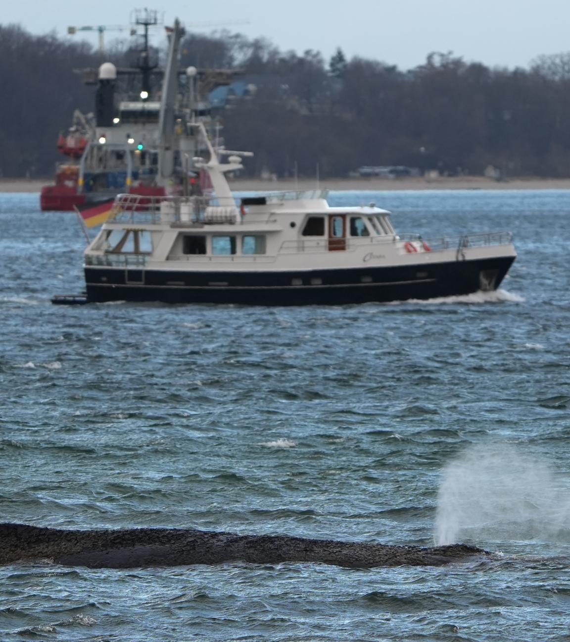 Der gestrandete Wal liegt im Wasser der Ostsee vor der Seebrücke am Hafen Niendorf.