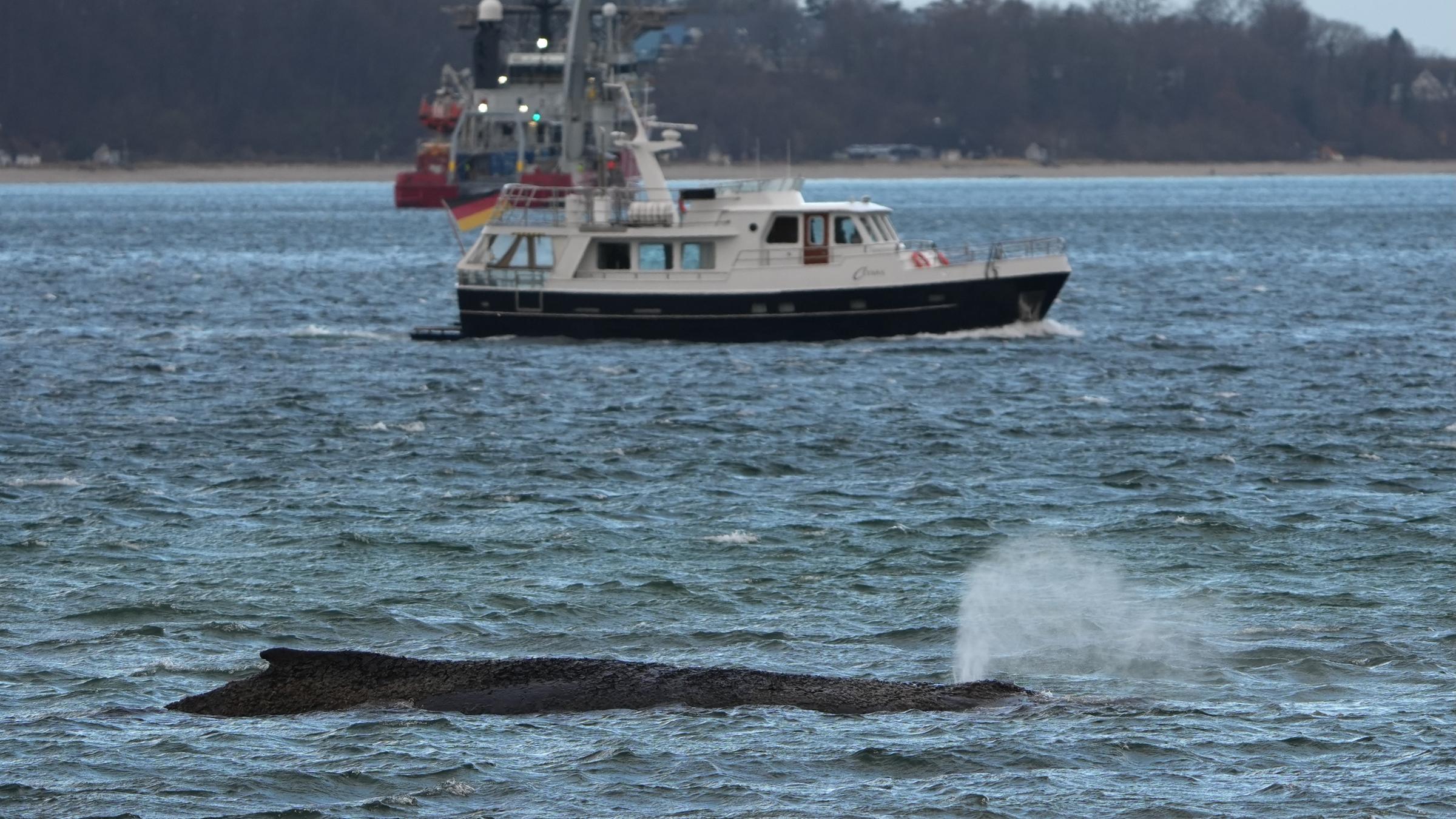 Der gestrandete Wal liegt im Wasser der Ostsee vor der Seebrücke am Hafen Niendorf.