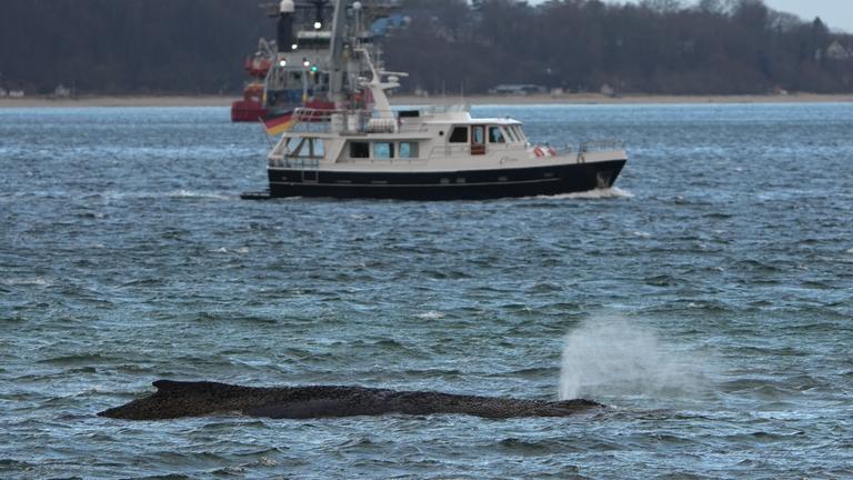 Der gestrandete Wal liegt im Wasser der Ostsee vor der Seebrücke am Hafen Niendorf.