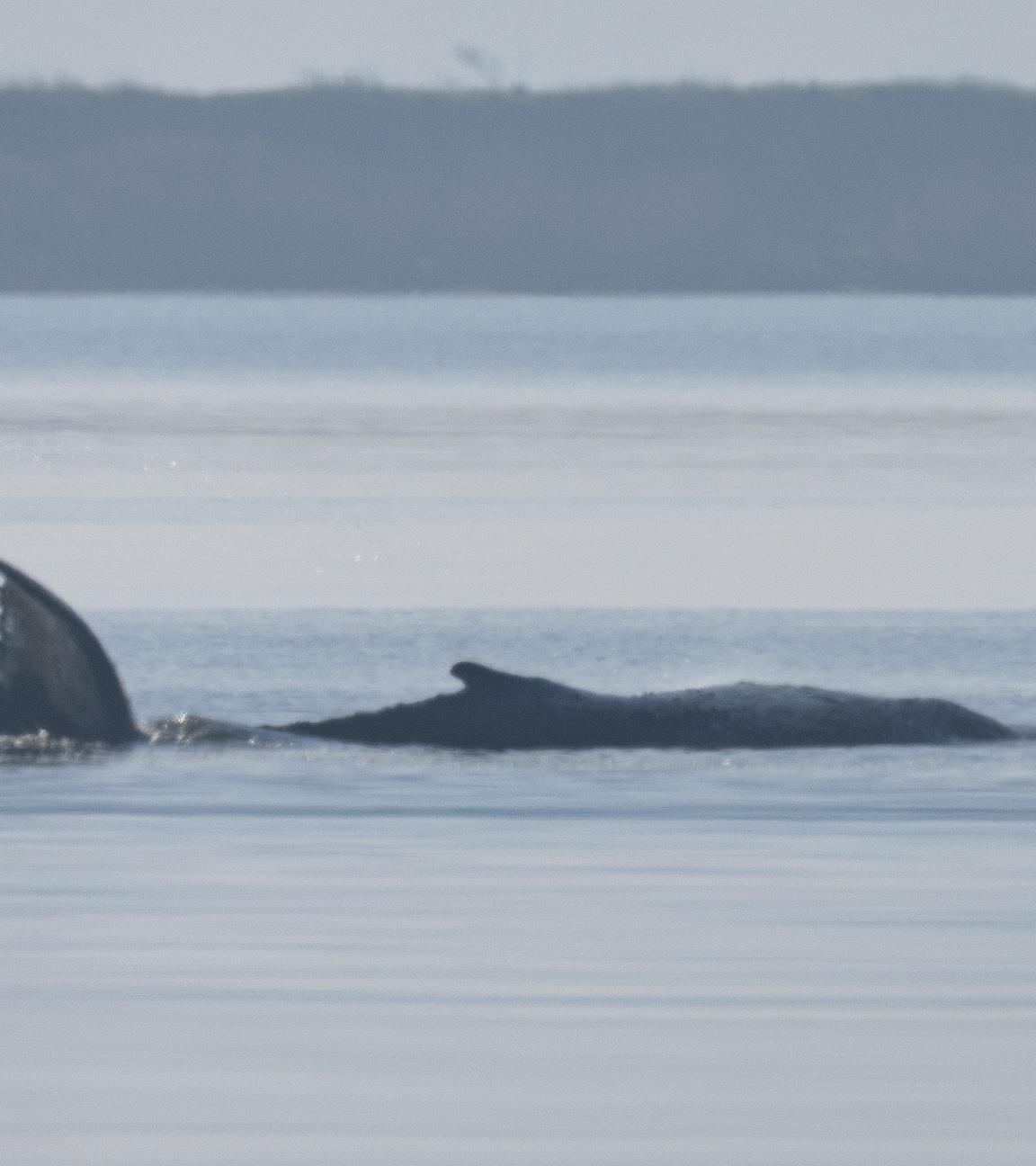 Rettungsaktion für den Buckelwal