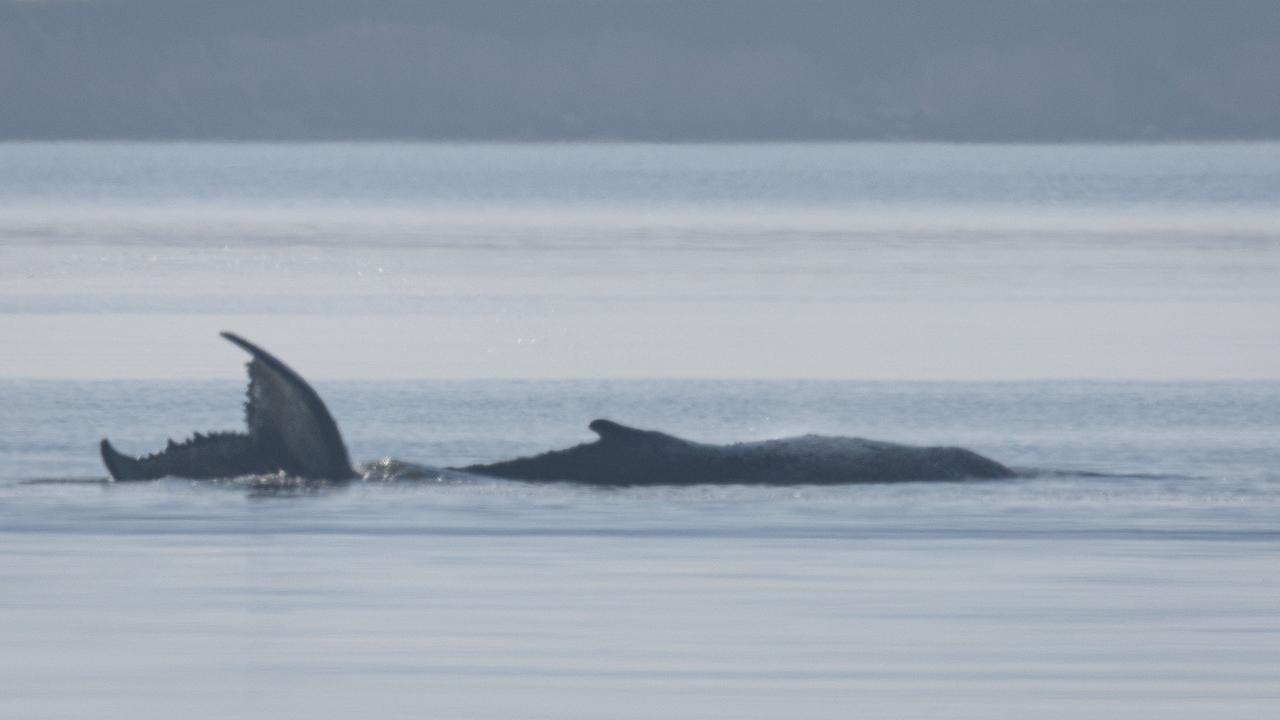 Whale Timmy: Greenpeace sees little chance of survival