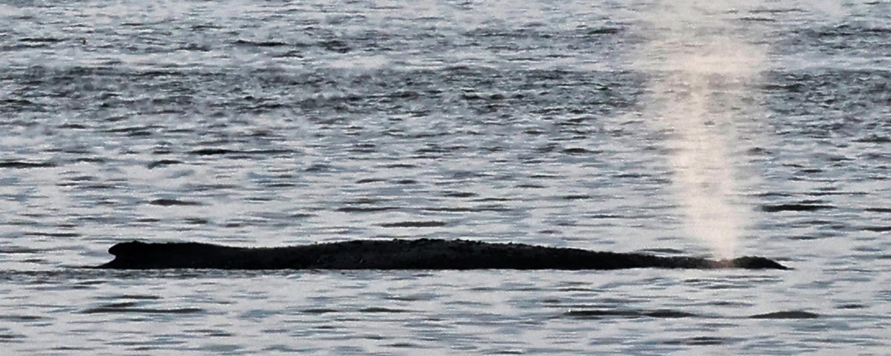 Der Buckelwal vor der Insel Poel atmet.