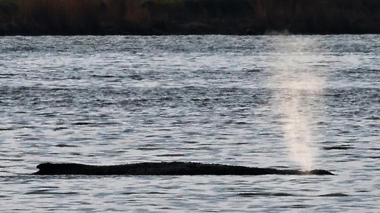 Der Buckelwal vor der Insel Poel atmet.