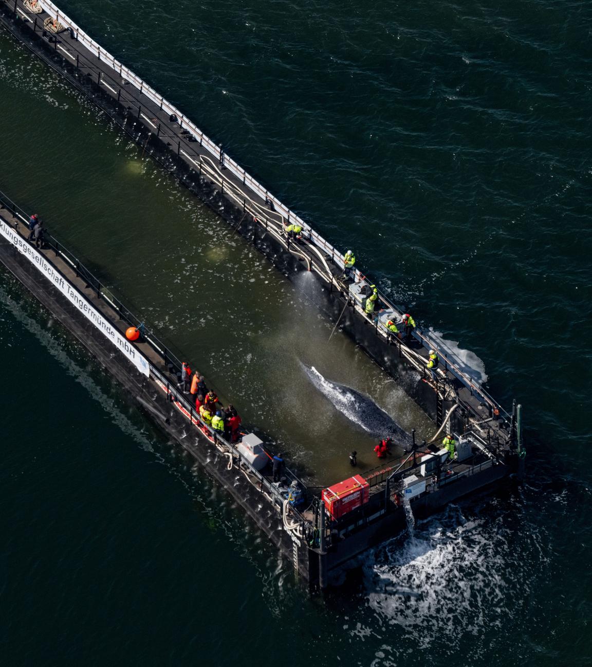 Mecklenburg-Vorpommern, Fährdorf: Der in der Ostsee gestrandete Buckelwal ist in dem für seinen Transport vorgesehenen Lastkahn angekommen.