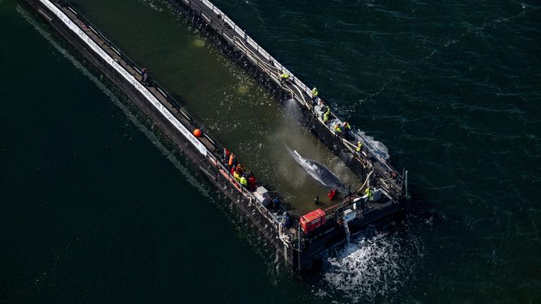 Mecklenburg-Vorpommern, Fährdorf: Der in der Ostsee gestrandete Buckelwal ist in dem für seinen Transport vorgesehenen Lastkahn angekommen.