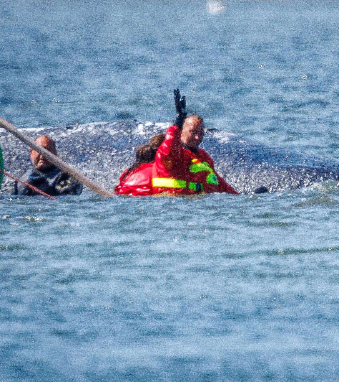 Mecklenburg-Vorpommern, Fährdorf: Helfer ziehen den gestrandeten Buckelwal vor der Insel Poel mit Gurten in den Lastkahn. 