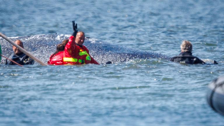 Mecklenburg-Vorpommern, Fährdorf: Helfer ziehen den gestrandeten Buckelwal vor der Insel Poel mit Gurten in den Lastkahn. 