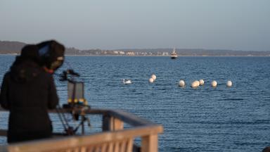 Buckelwal befreit sich in der Nacht von Ostsee-Sandbank