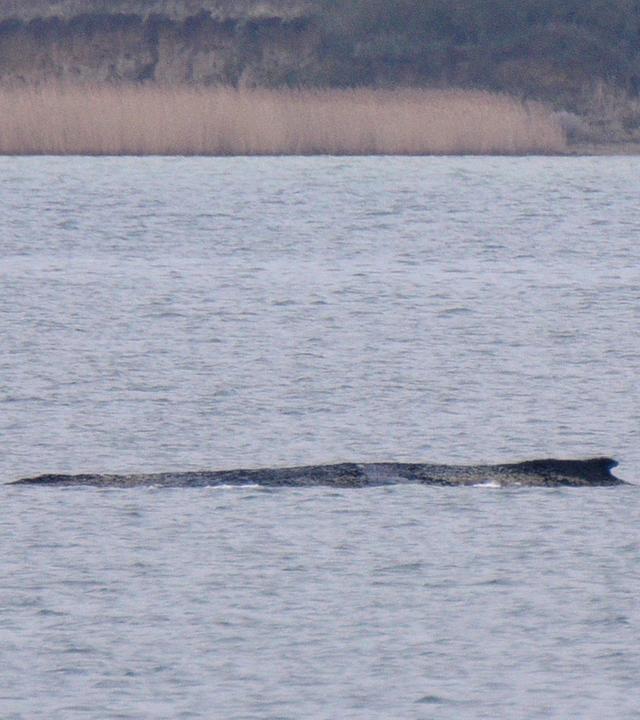 Der Buckelwal liegt in der Ostsee in der Wismarer Bucht.