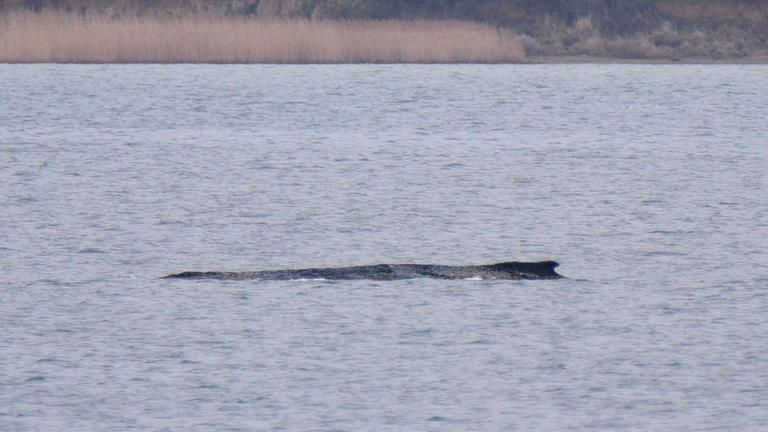 Der Buckelwal liegt in der Ostsee in der Wismarer Bucht.