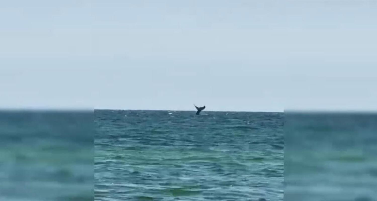 Buckelwal vor Rügen gesichtet