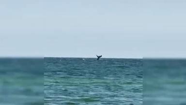 Buckelwal vor Rügen gesichtet