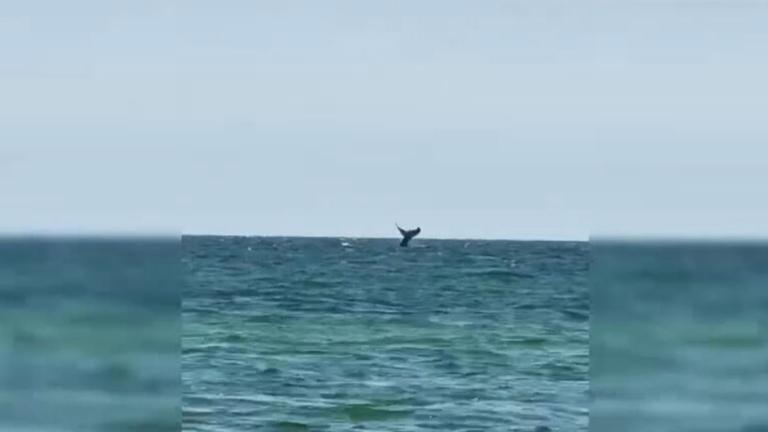 Buckelwal vor Rügen gesichtet