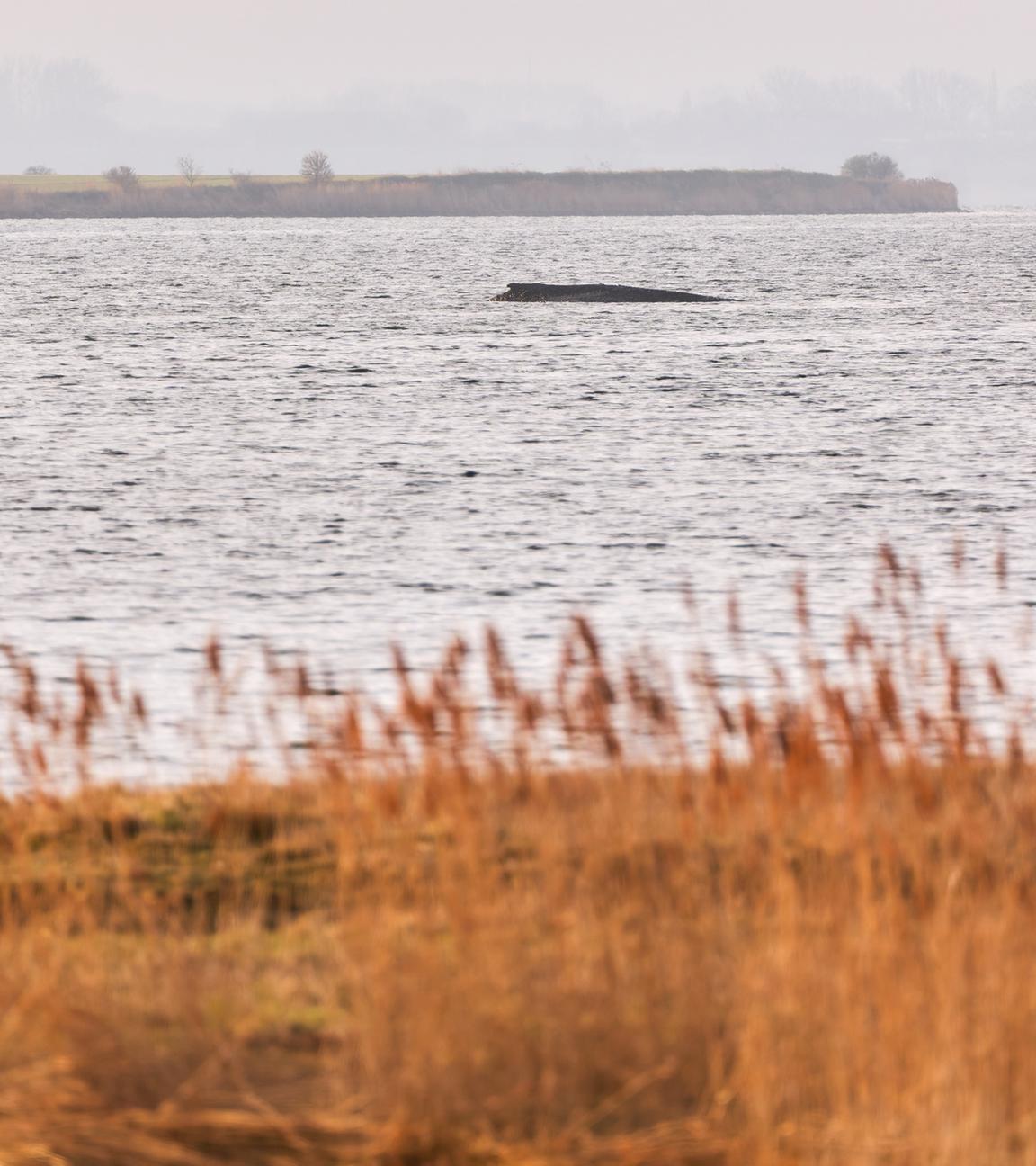 Der Buckelwal liegt am 02.04.2026 noch immer auf einer Sandbank vor der Insel Poel.