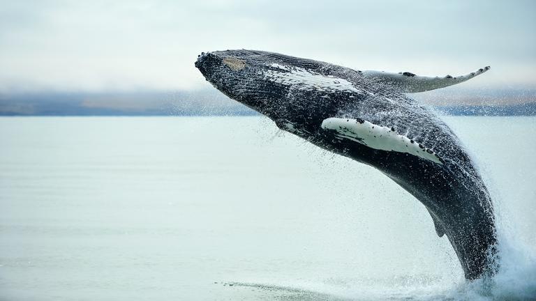 Humpback Whale (Megaptera novaeangliae) breaching near Husavik City in Iceland.