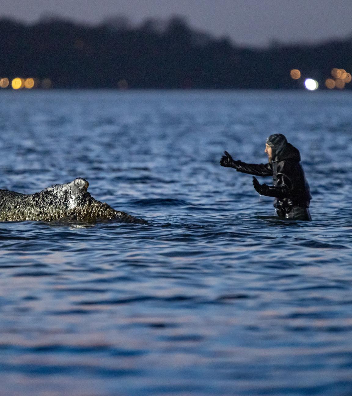 Wal an der Ostseeküste gestrandet