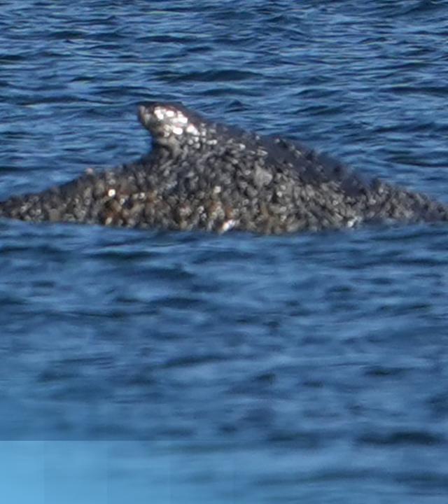 Der Buckelwal am Timmendorfer Strand