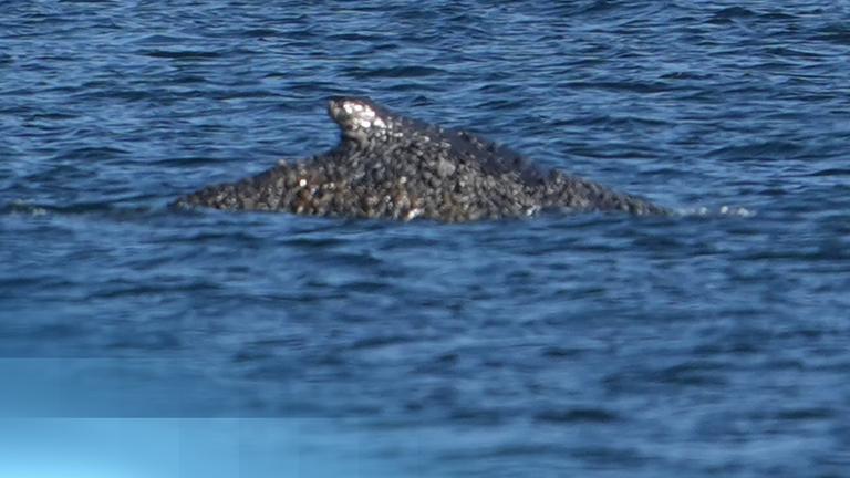 Der Buckelwal am Timmendorfer Strand