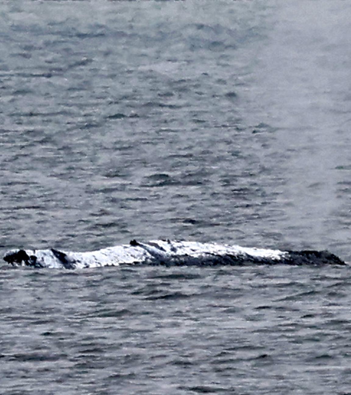  Der gestrandeten Wal vor der Ostseeinsel Poel stößt eine Luft-Wasser-Fontäne aus. Aufgenommen am 19.04.2026