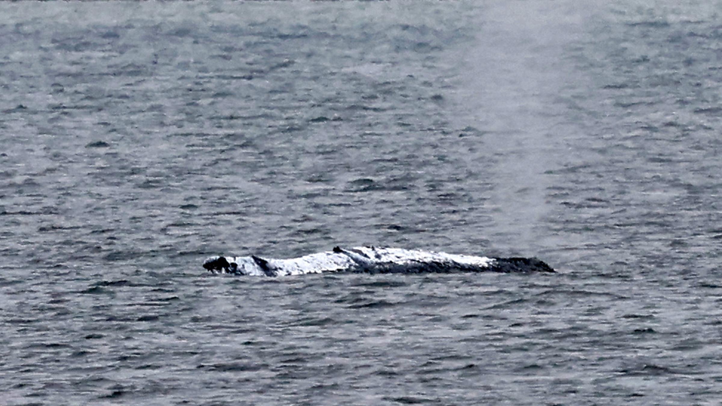  Der gestrandeten Wal vor der Ostseeinsel Poel stößt eine Luft-Wasser-Fontäne aus. Aufgenommen am 19.04.2026