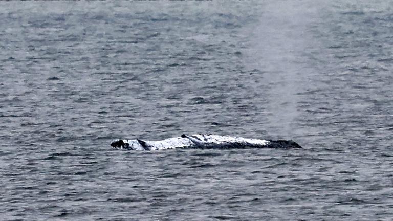  Der gestrandeten Wal vor der Ostseeinsel Poel stößt eine Luft-Wasser-Fontäne aus. Aufgenommen am 19.04.2026