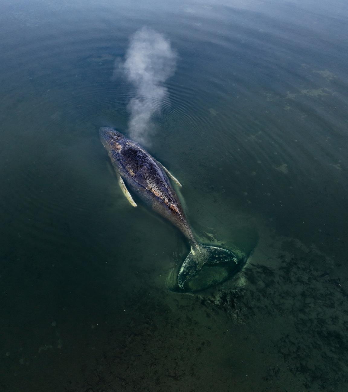 Der gestrandete Buckelwal Timmy vor der Insel Poel in der Ostsee am 01.04.2026.
