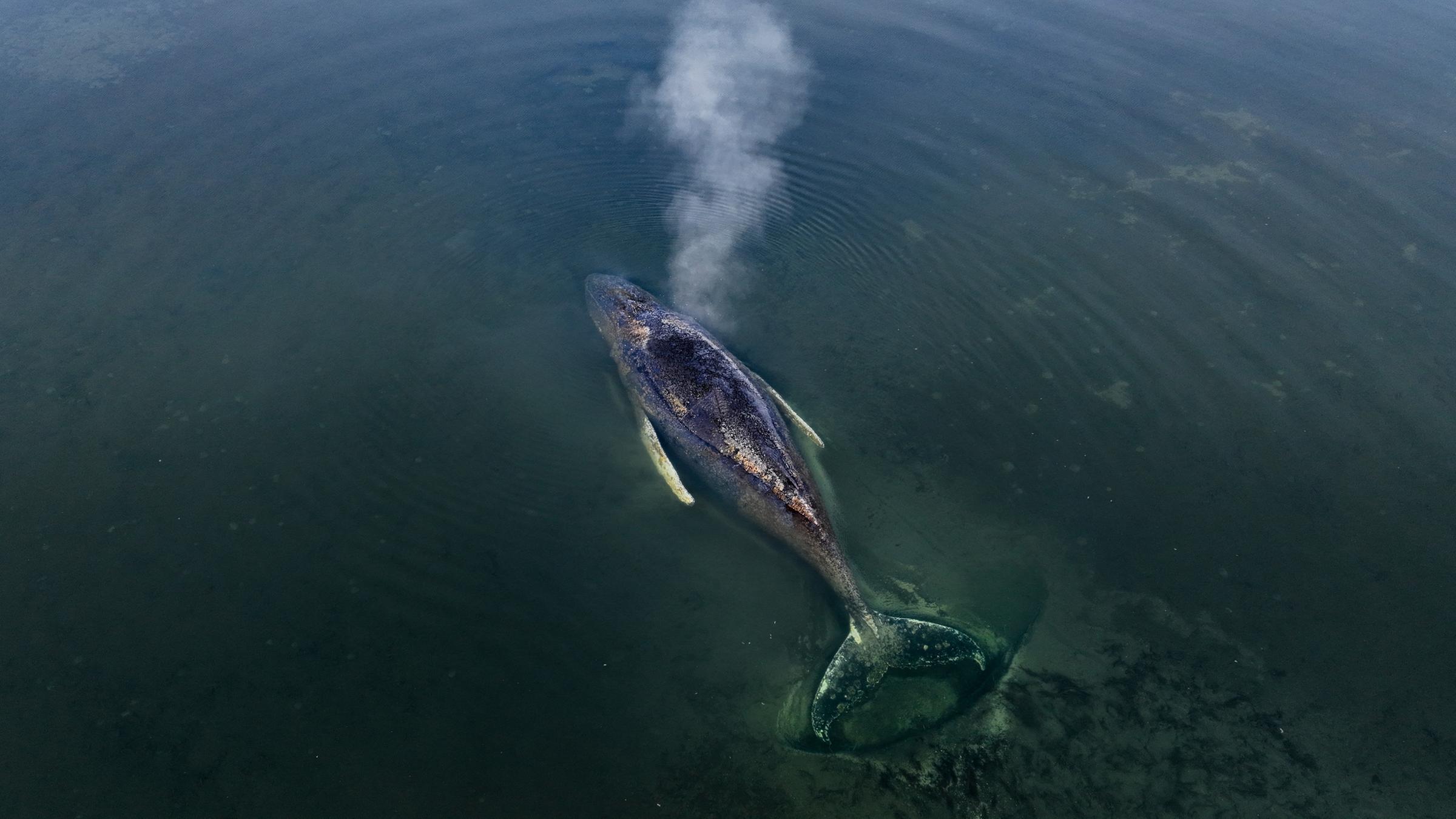 Der gestrandete Buckelwal Timmy vor der Insel Poel in der Ostsee am 01.04.2026.
