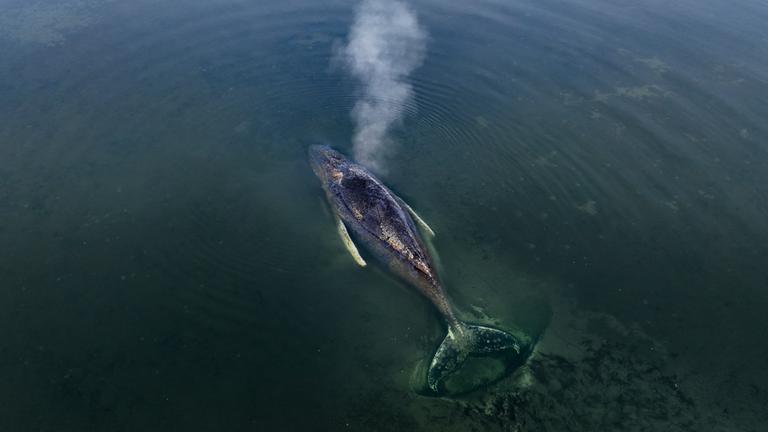 Der gestrandete Buckelwal Timmy vor der Insel Poel in der Ostsee am 01.04.2026.