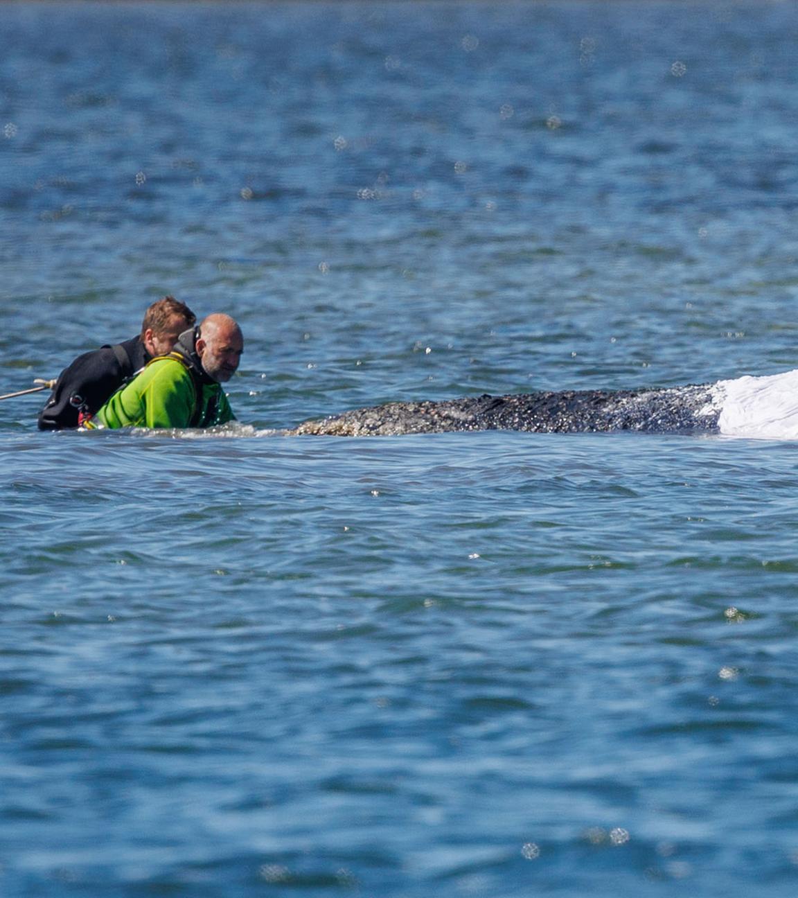 Helfer sind direkt am festliegenden Buckelwal vor der Insel Poel im Einsatz um den Meeresboden unter dem Tier wegzuspühlen.